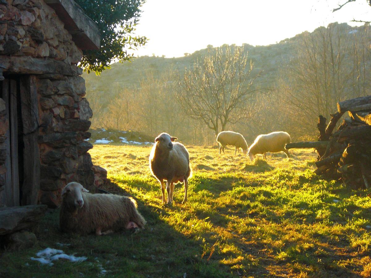Al Viento, Alojamiento & Turismo Rural Pradena Del Rincon מראה חיצוני תמונה